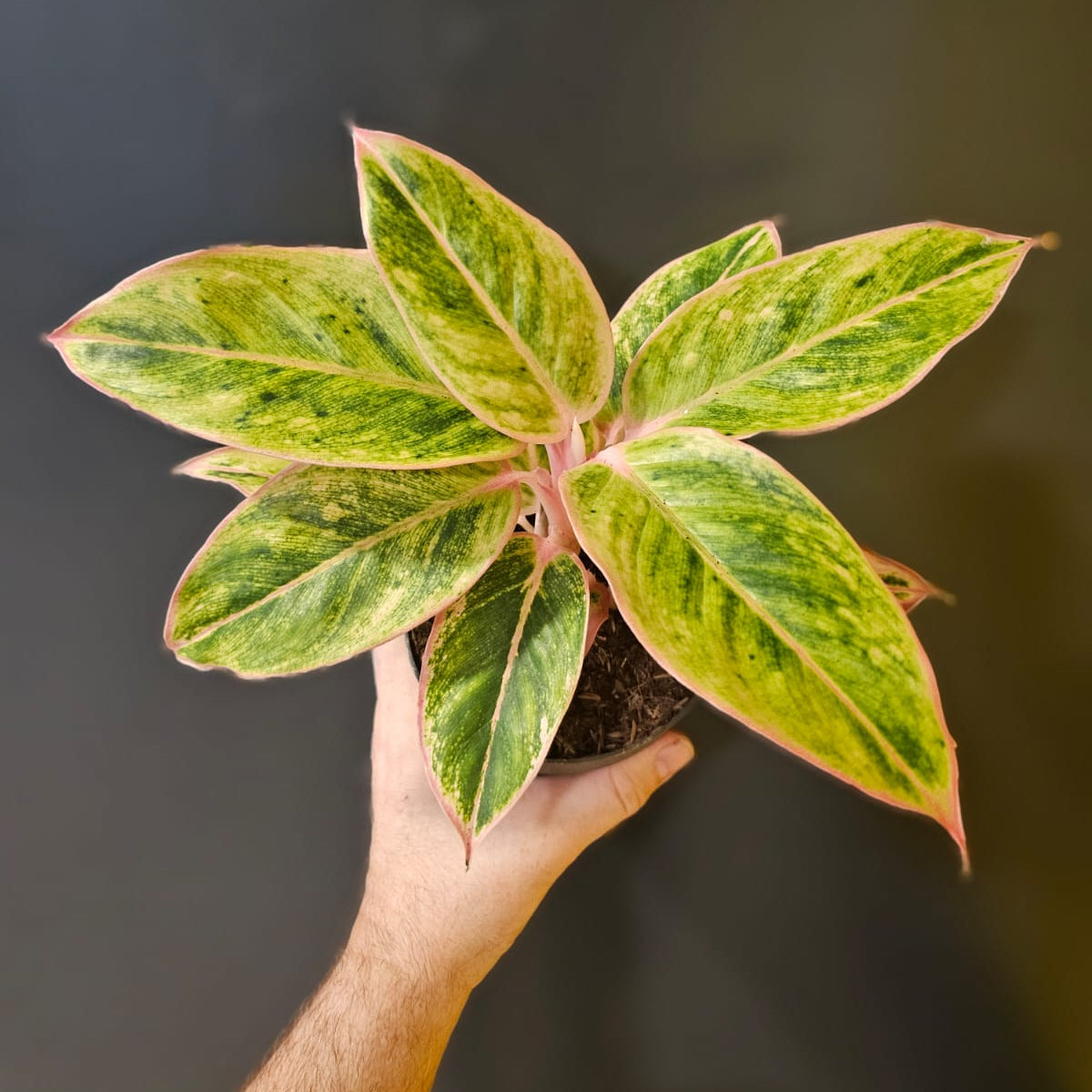 Hand holding a potted plant with green and pink leaves against a dark background