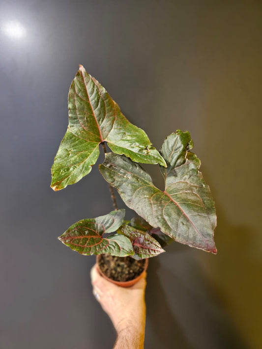 Alocasia Black Jack | Elephant Ear | Houseplant Plant Paradise By Gemma