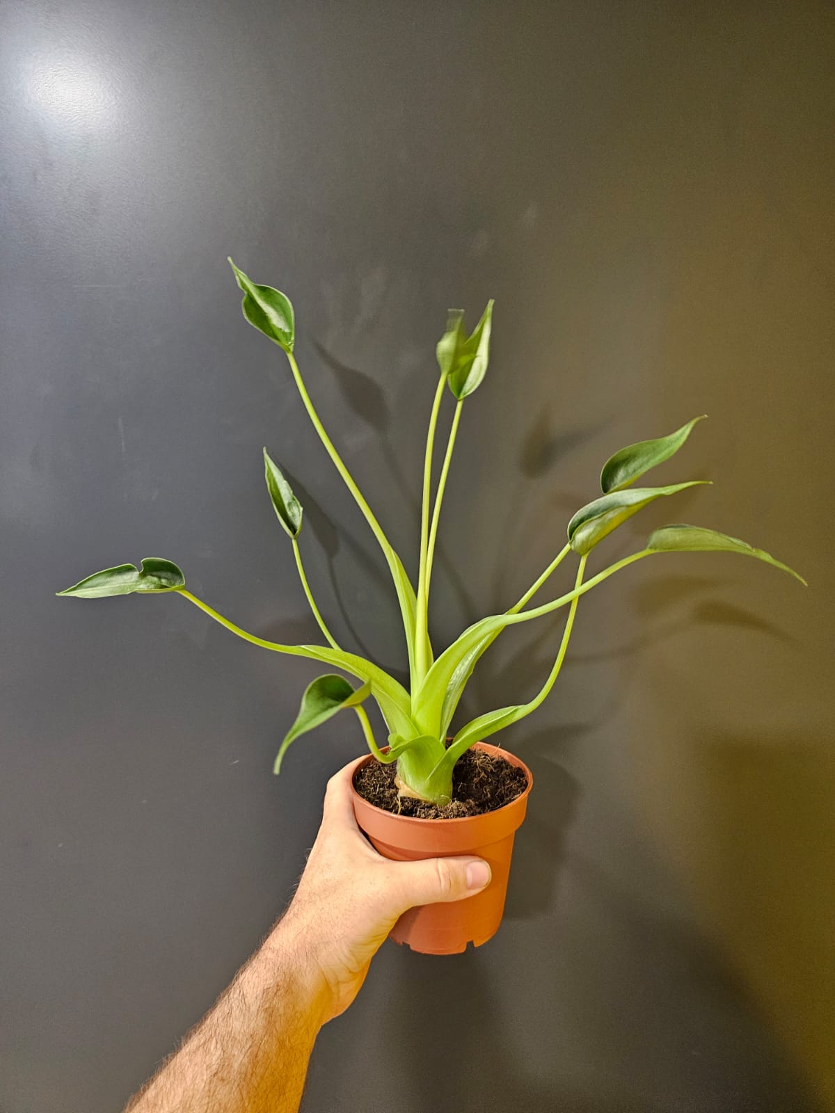 Alocasia Tiny Dancer | Baby Elephant Ear | Houseplant