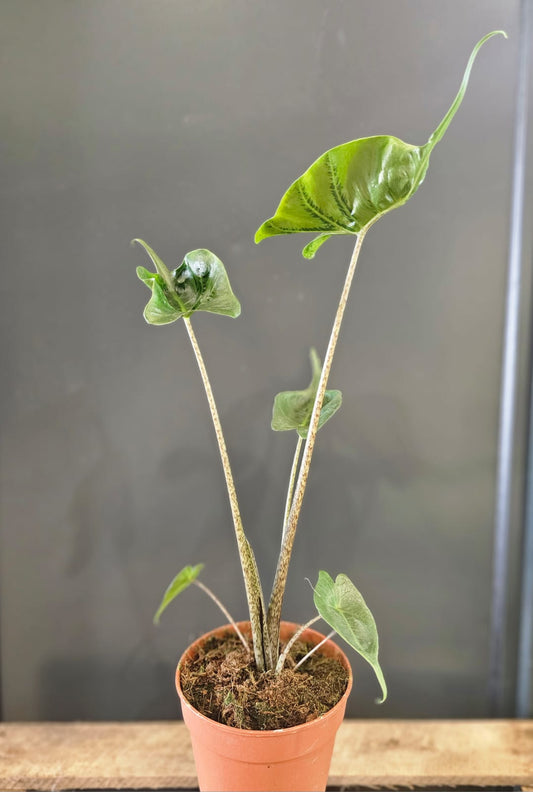 Alocasia Stingray - Elephant Ear - Houseplant