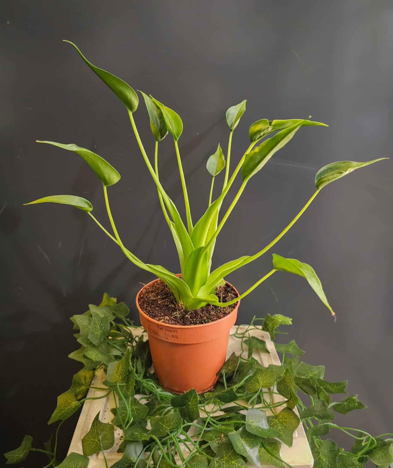 Alocasia Tiny Dancer - Baby Elephant Ear - Houseplant