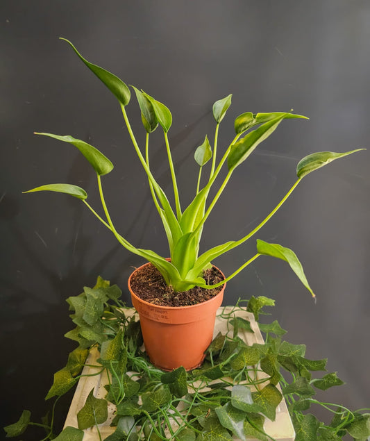 Alocasia Tiny Dancer - Baby Elephant Ear - Houseplant