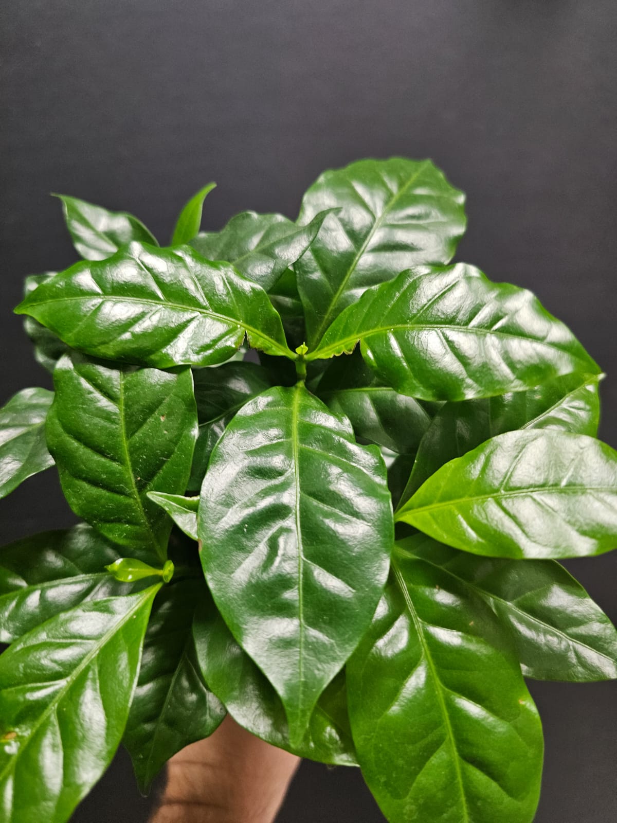 Arabica Coffee Plant | Houseplant
