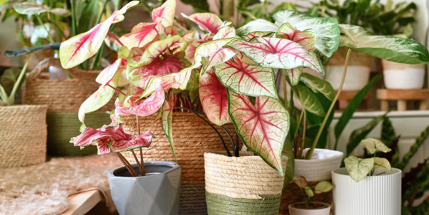 Colourful exotic Caladium indoor houseplants in decorative pots