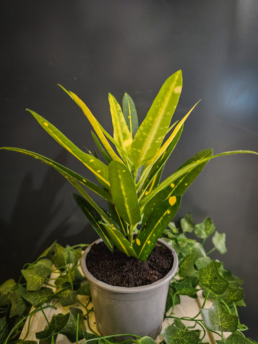 Codiaeum - Croton - Houseplant