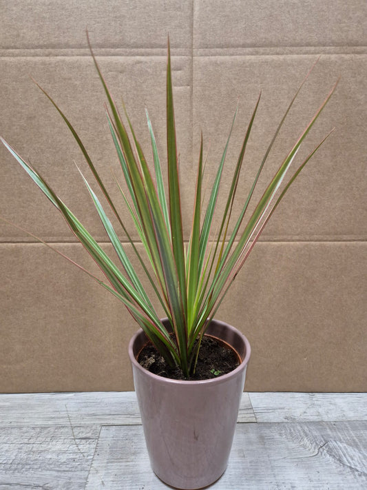 Dracaena | Corn Plant | Houseplant | 12cm