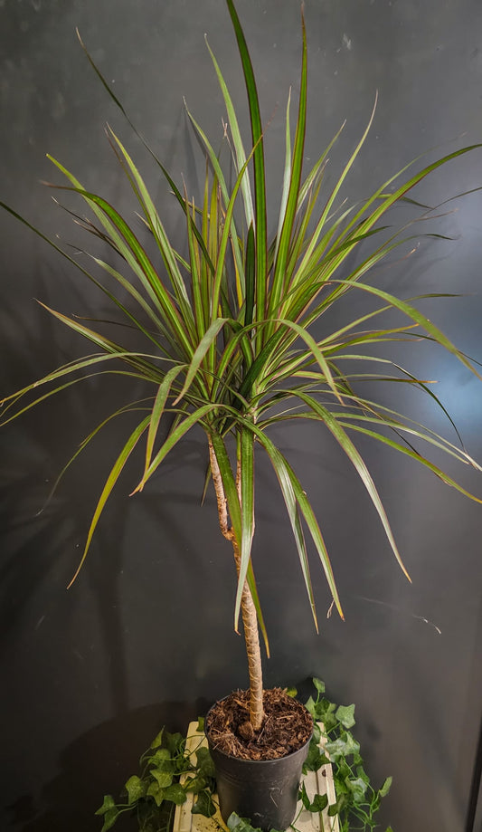 Dracaena - Dragon Tree