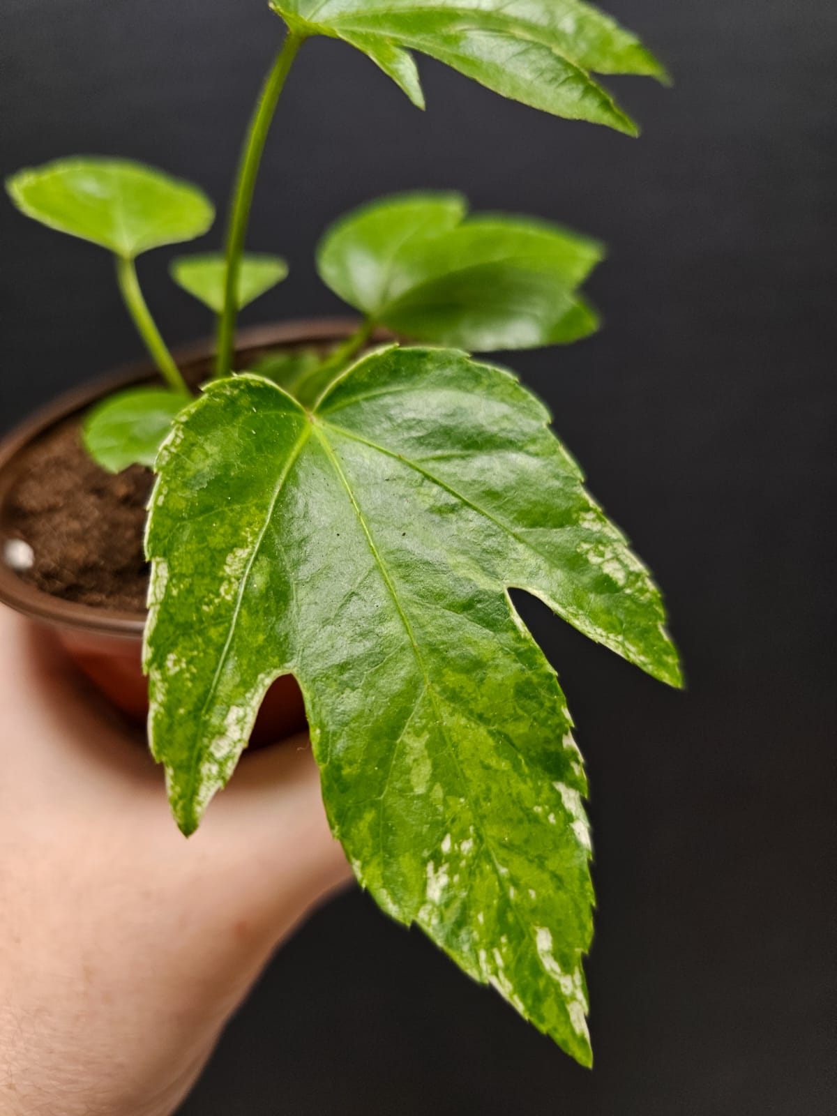 Fatsia Japonica Small | Houseplant