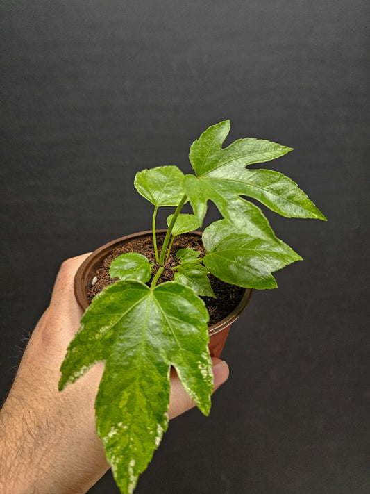 Fatsia Japonica Small | Houseplant