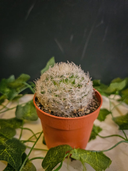 Feather Cactus - Cactus
