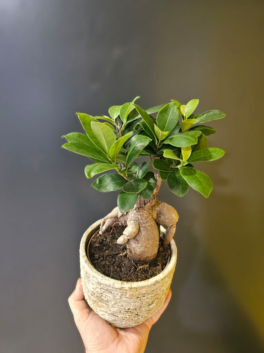 Ficus Ginseng Bonsai - Houseplant Plant Paradise By Gemma