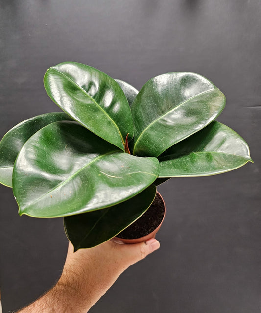 Ficus elastica - Robusyta | Houseplant