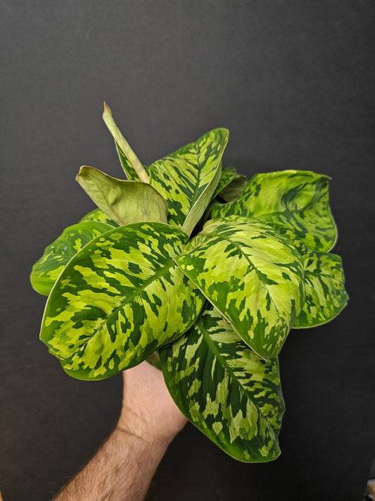 Homalomena Camouflage - Shield Plant | Houseplant
