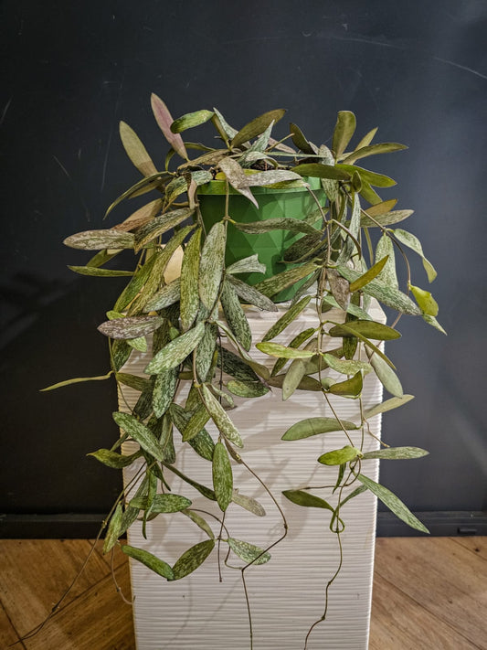 Hoya Sigitalis - Wax Flower