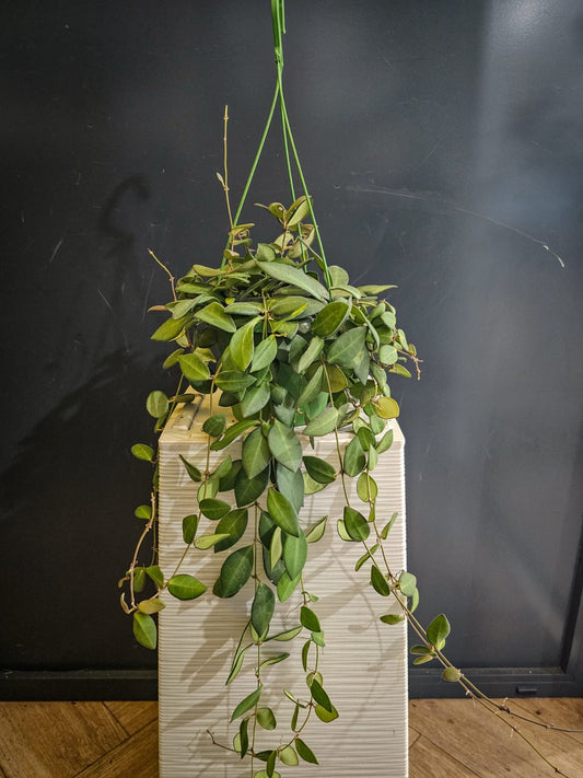 Hoya Carnosa - Wax Flower