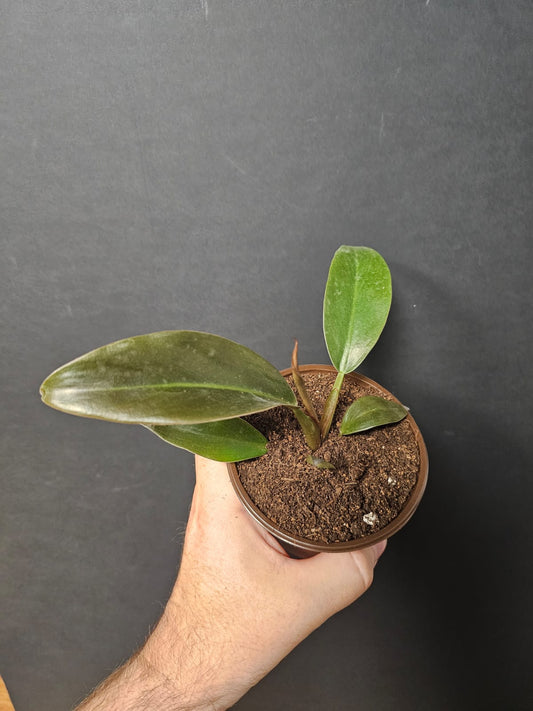 Philodendron Imperial Red | Houseplant