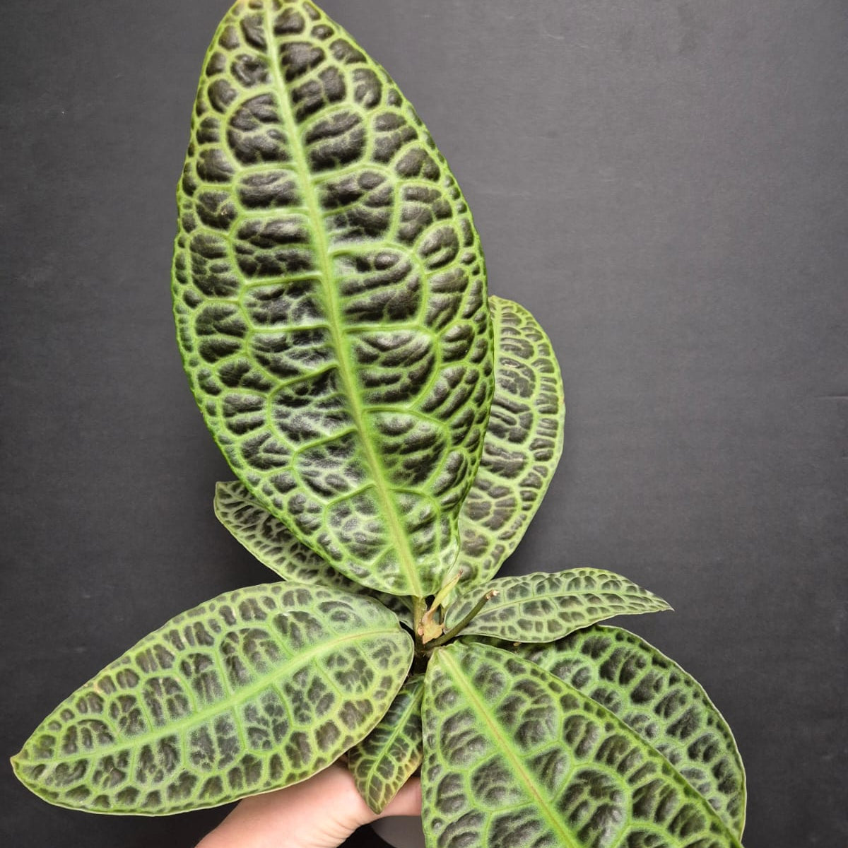 Labisia Obtusifolia - Turtle Back - 13cm | Houseplant