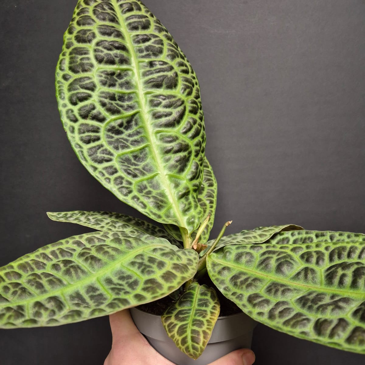 Labisia Obtusifolia - Turtle Back - 13cm | Houseplant