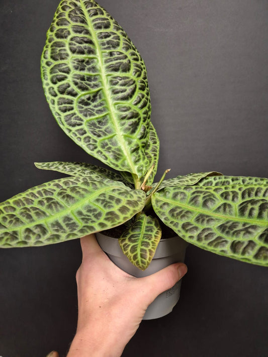Labisia Obtusifolia - Turtle Back | Houseplant