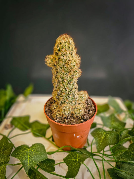 Lady Finger Cactus - Cactus