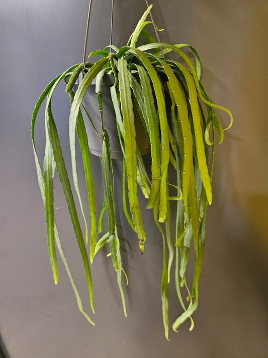 Lepismium Bolivianum | Forest Cactus | Houseplant Plant Paradise By Gemma