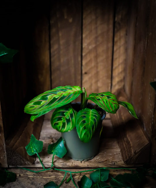 Maranta leuconeura fascinator | Prayer Plant | Houseplant | 9cm