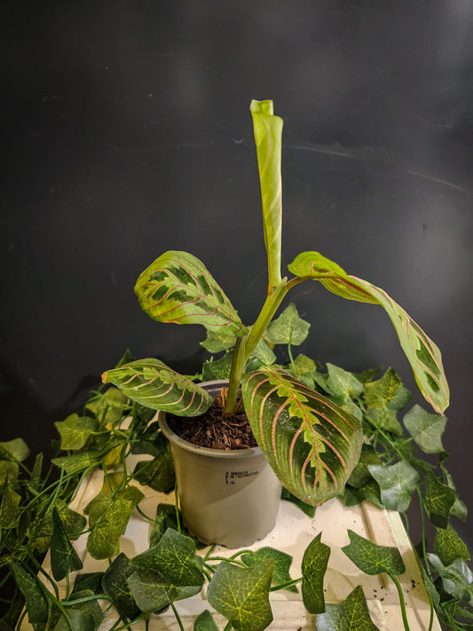 Maranta fascinator - Prayer Plant
