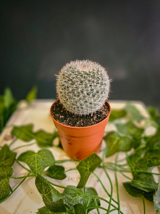 Old Lady Cactus - Cactus