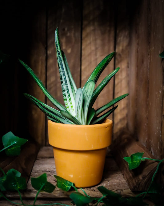 Gasteria | Ox-Tongue | Houseplant | 10cm