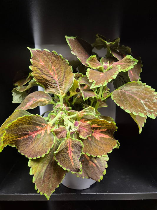 Plectranthus | Coleus Painted Nettle | Houseplant | 13cm