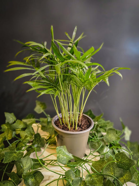 Chamaedorea Elegans - Parlour Palm - Houseplant