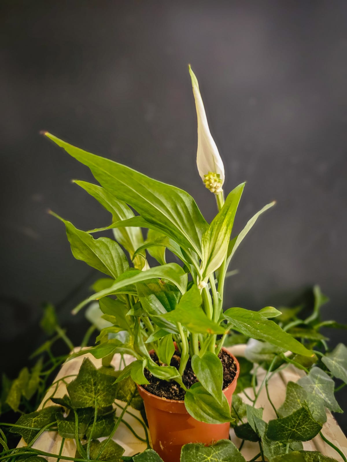 Pearl Cupido - Peace Lily