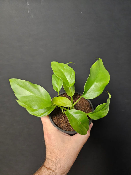Philodendron Minima - Mini Monstera | Houseplant