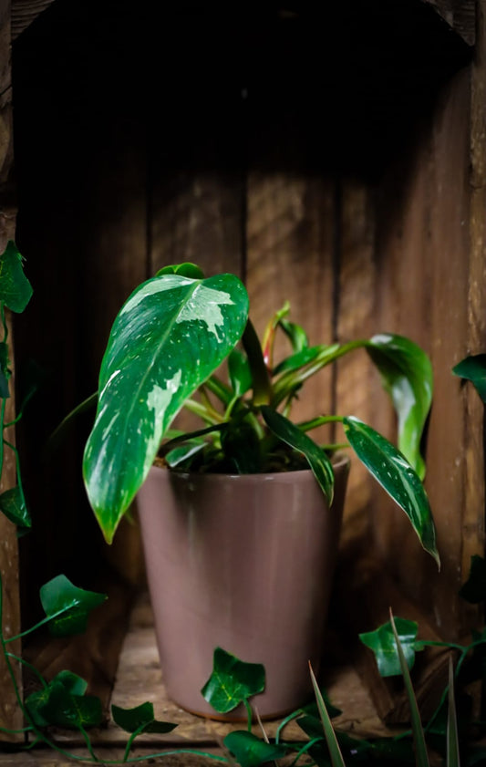 Philodendron erubescens | Philodendron White Princess | Houseplant | 12cm