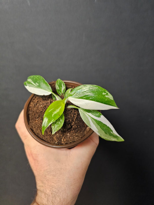 Philodendron erubescens - White Princess | Houseplant