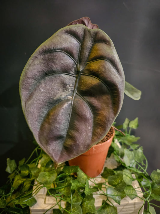 Dark Green and Purple Leaf, Close Up Of Leaf