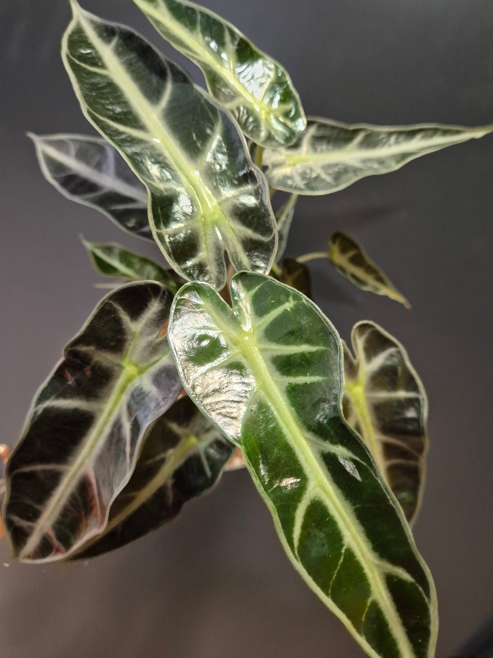 Alocasia Bambino Houseplant, Green and White, Above