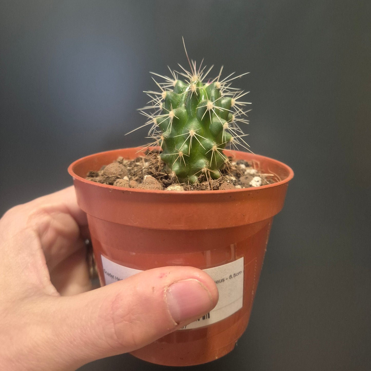 Scarlet Hedgehog Cactus - Echinocereus coccineus - 8.5cm | Houseplant