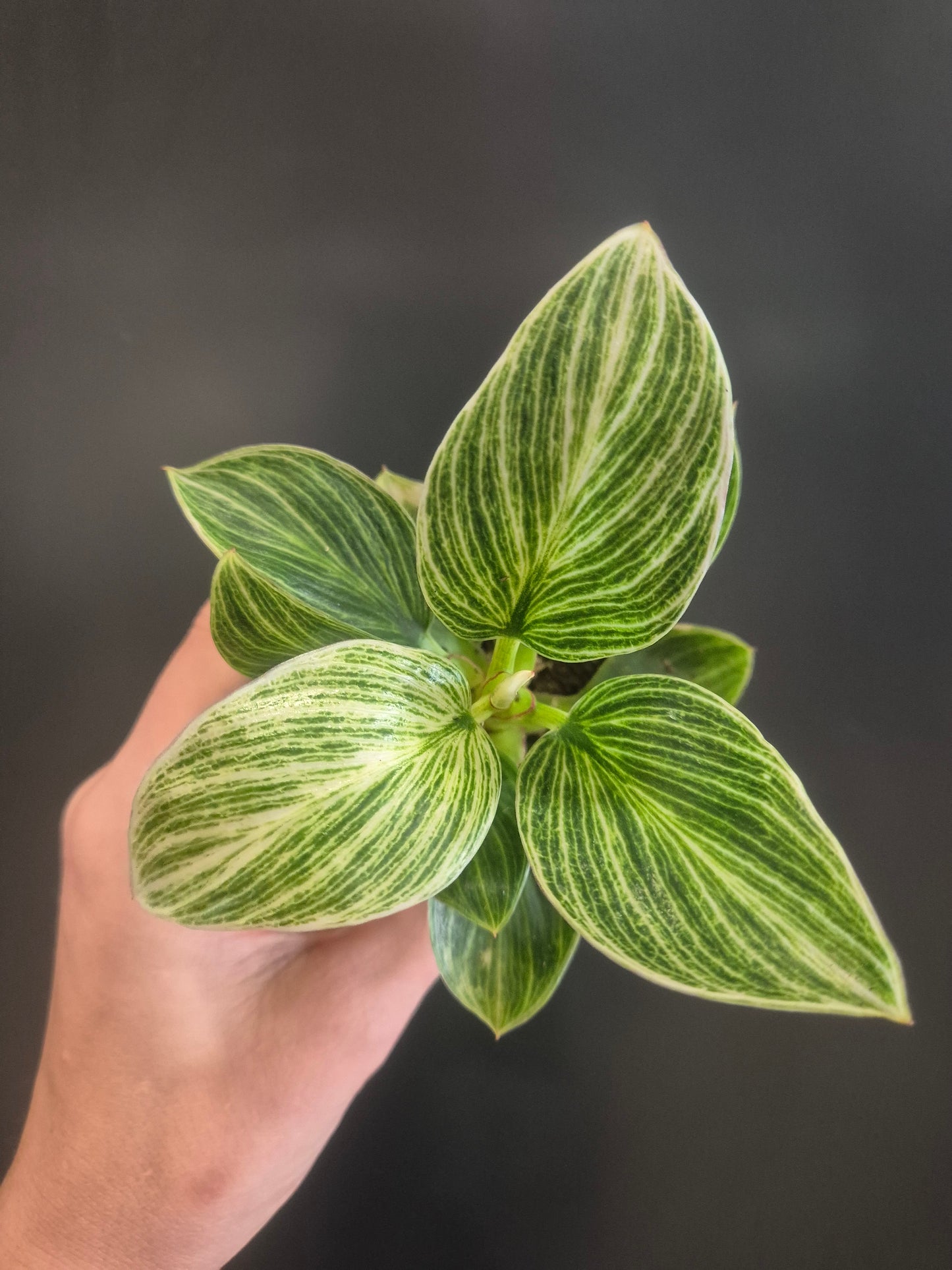 Philodendron Birkin - White Wave - 6cm | Houseplant