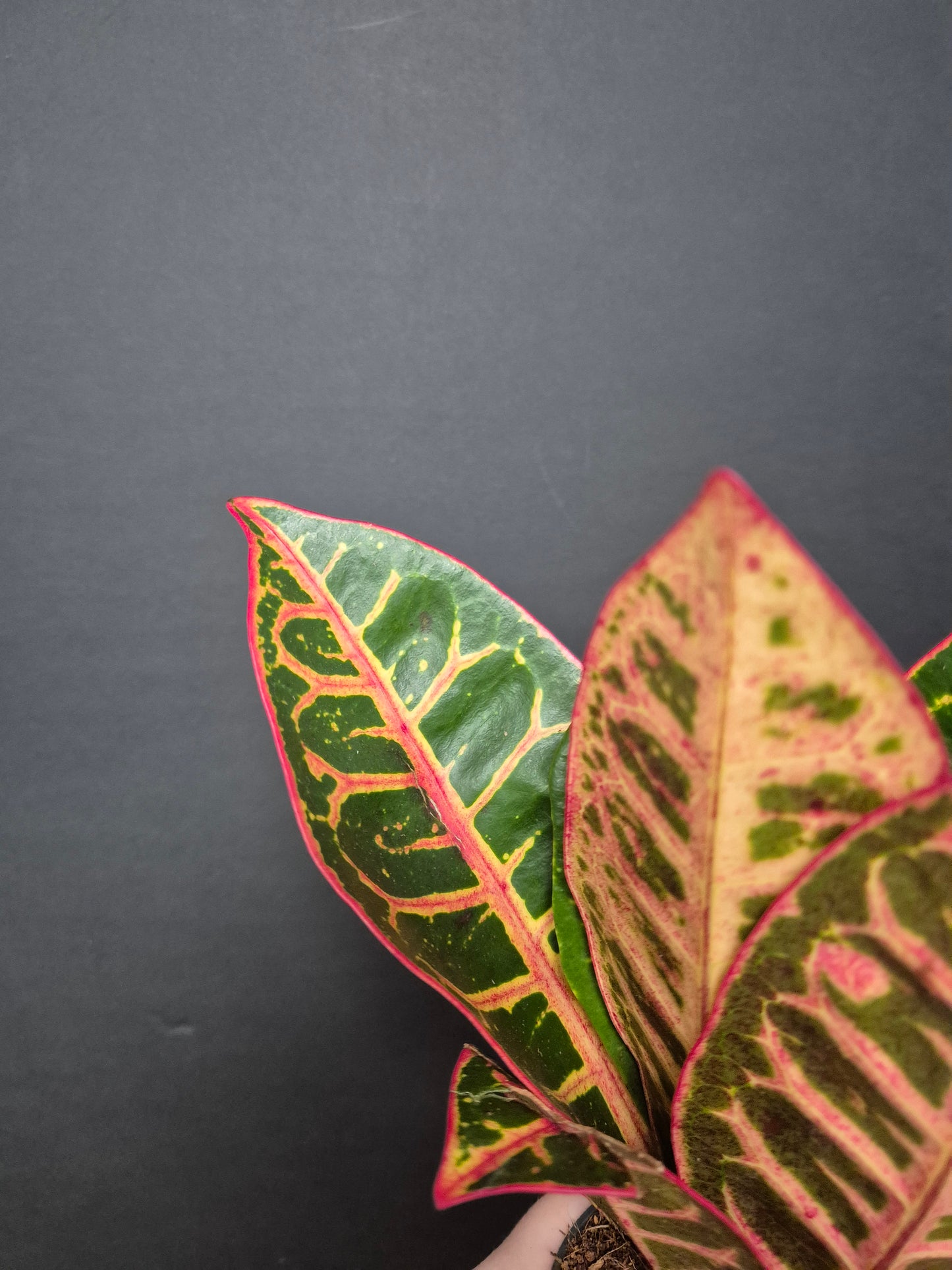 Croton Joseph's Coat - Codiaeum | Houseplant
