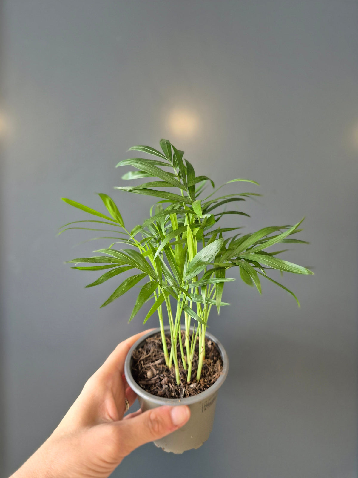 Chamaedorea Elegans | Parlour Palm | Houseplant – Plant Paradise By Gemma