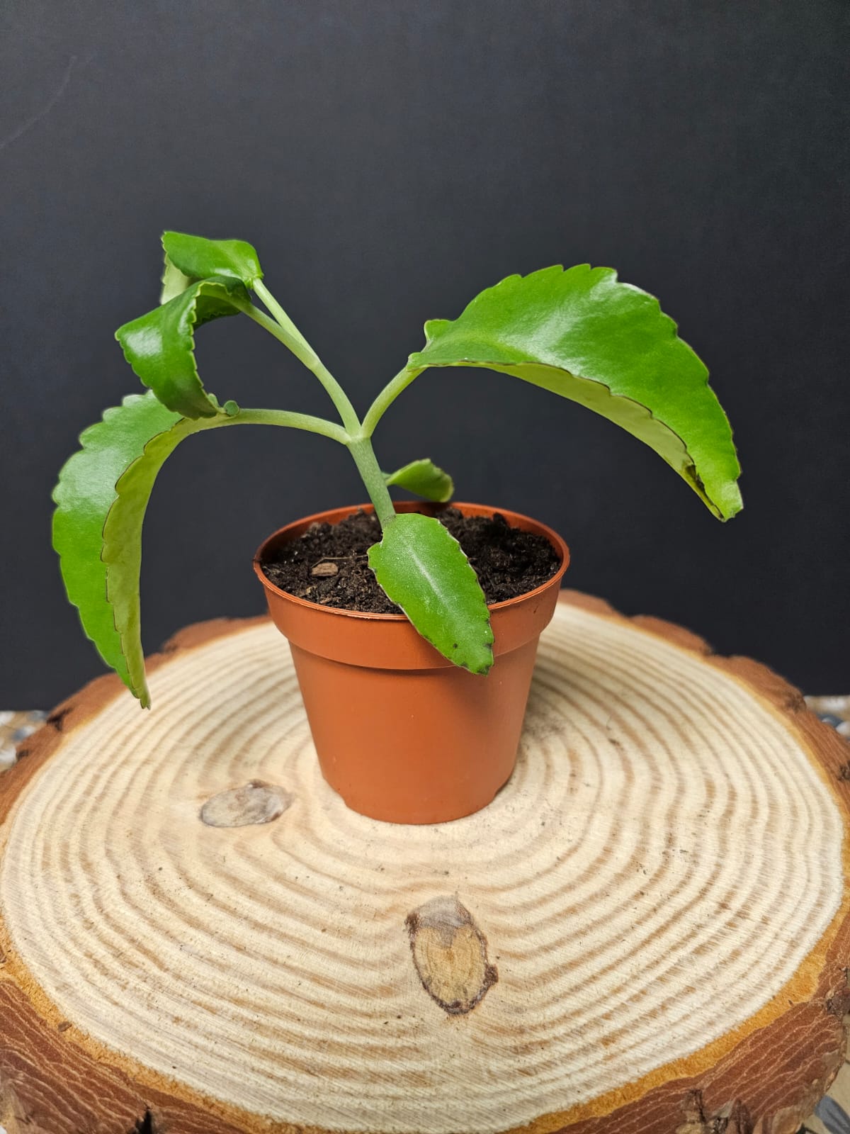 Mother of Thousands - Succulent | Houseplant