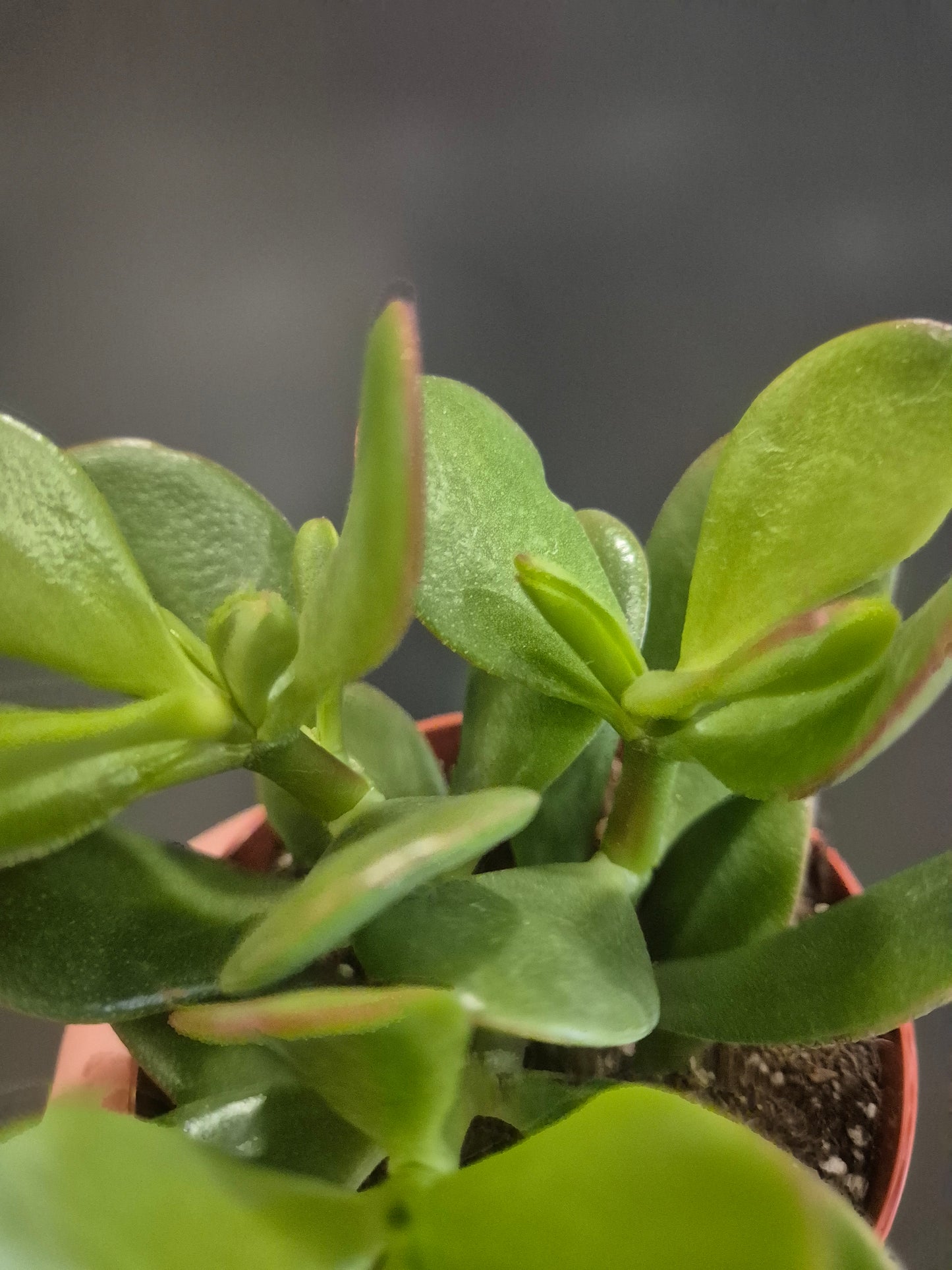 Crassula ovata - Jade Plant - 8.5cm | Houseplant