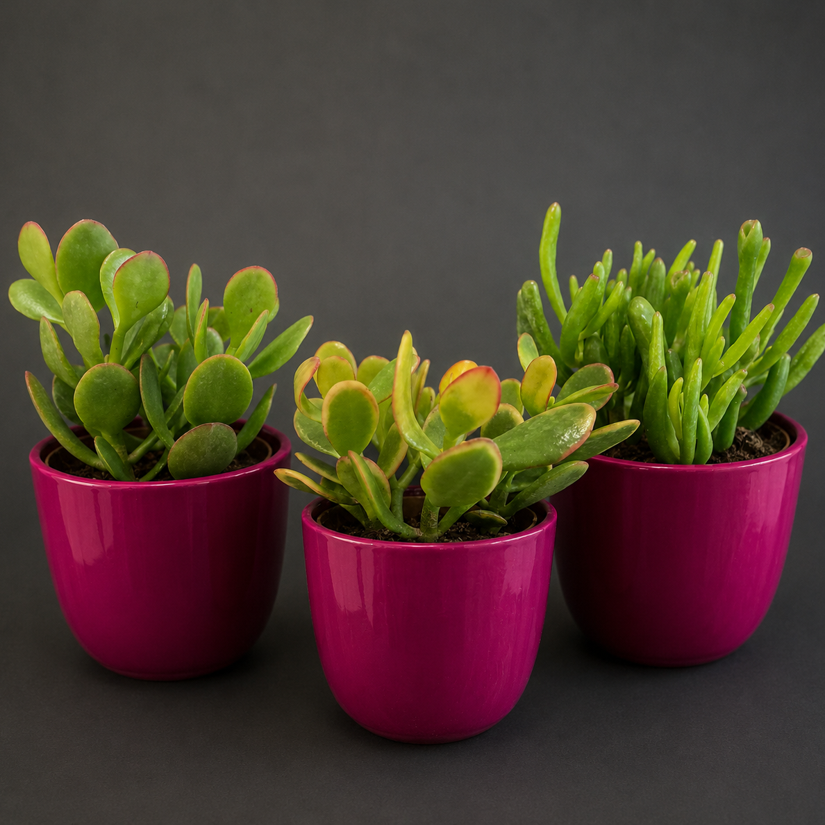 Three potted plants in pink pots on a dark background