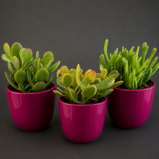 Three potted plants in pink pots on a dark background