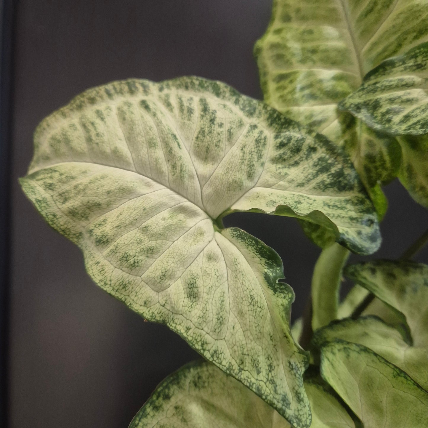 Close-up of a plant with green and white leaves on a dark background