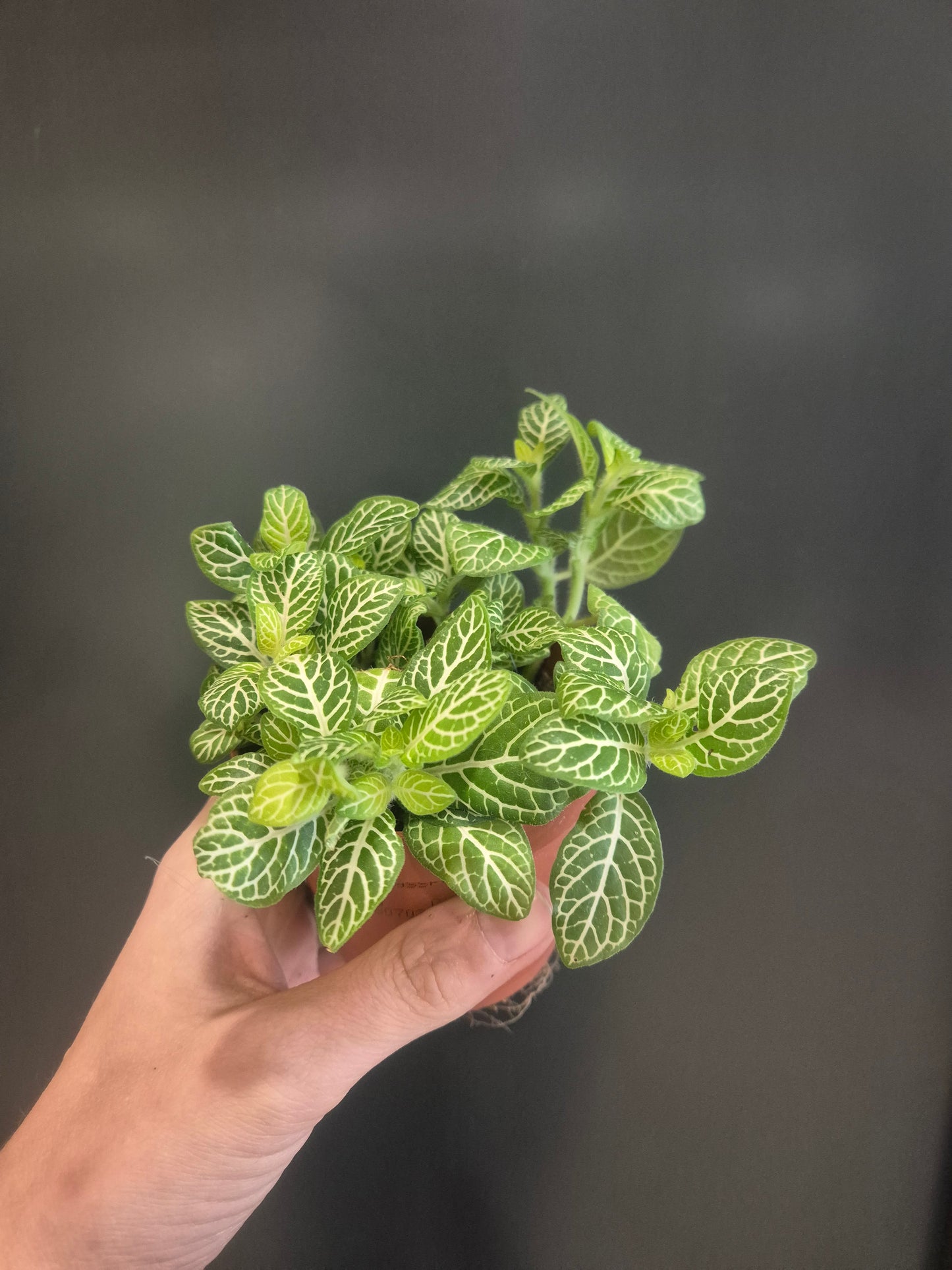 Fittonia - Nerve Plant - 10cm | Houseplant