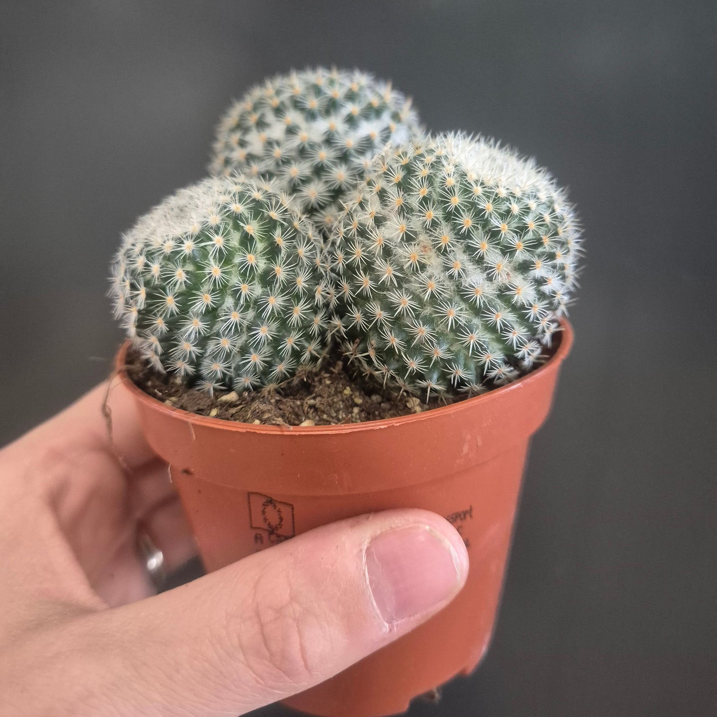 Mammillaria Hahniana - Old Lady Cactus - 8.5cm | Houseplant