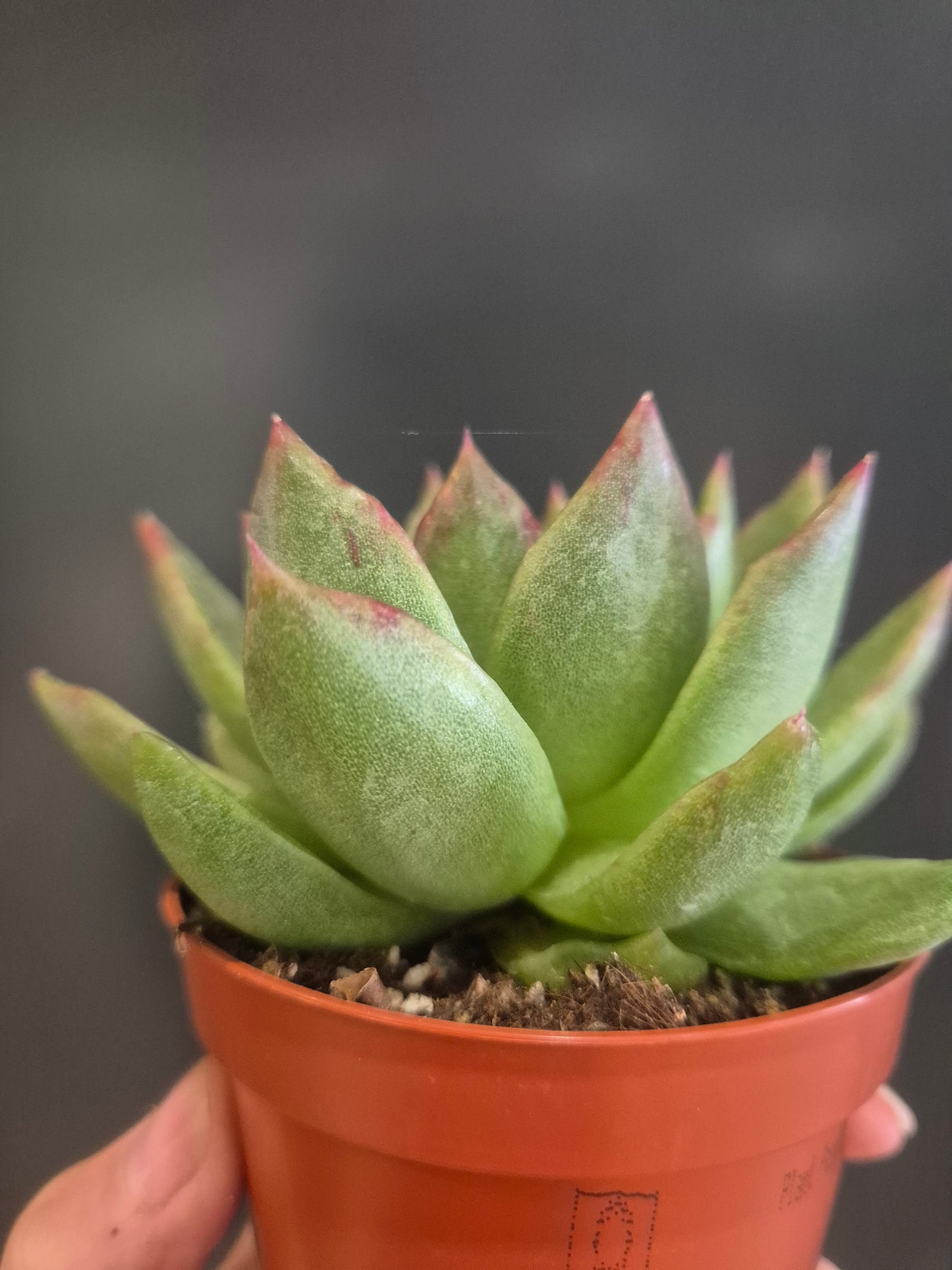 Echeveria Agavoides - Wax Agave - 8.5cm | Houseplant