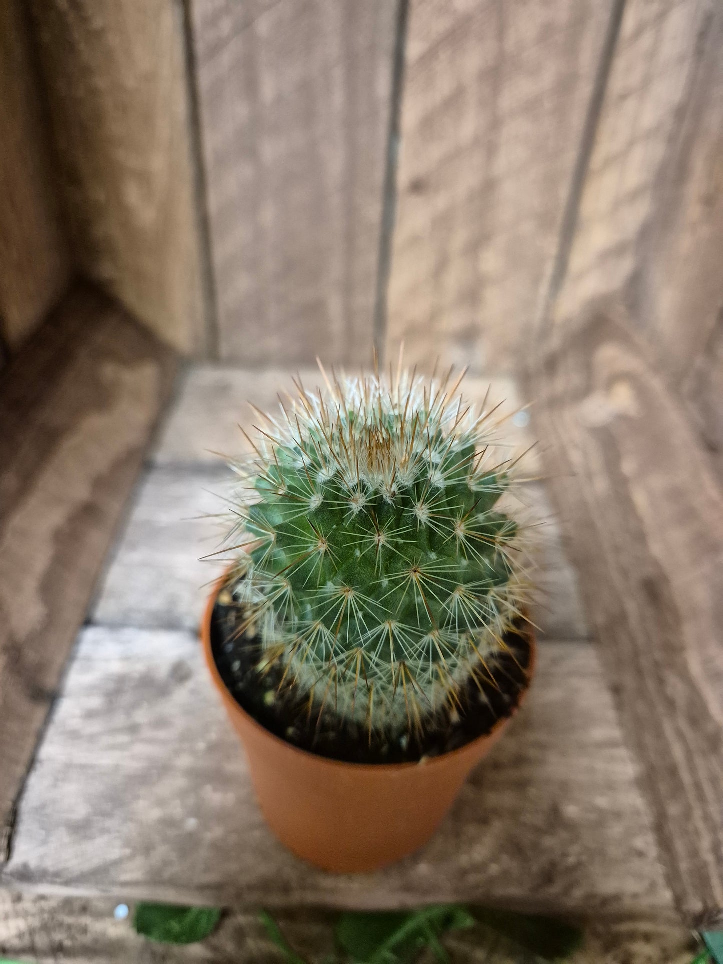 Mammillaria spinosissima | Spiny Pincushion Cactus | Houseplant | Flowering Cactus | Tiny Houseplant | Real Cactus | 6cm